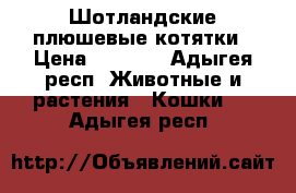 Шотландские плюшевые котятки › Цена ­ 3 500 - Адыгея респ. Животные и растения » Кошки   . Адыгея респ.